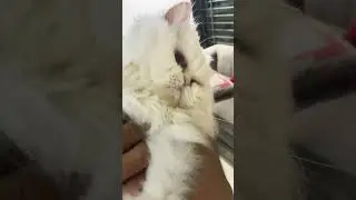 White fluffy cat|Fluffy cats#fluffycats#whitecat #cat#cats
