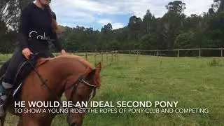 ROCKSTAR 13.1HH WELSH X PERFECT SECOND PONY FOR SALE