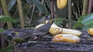 Dusky-faced Tanagers Swarm the Panama Feeders | June 19, 2023
