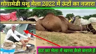 ऊंट का मेला | गोगामेडी ऊंट पशु मेला का नजारा | गोगामेडी पशु मेला 2022 | gogamedi pashu mela 2022