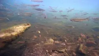 Roaming Camera Project: Crayfish