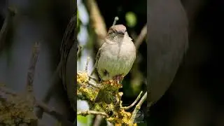 Female Sparrow relaxing on a Spring morning - nature sounds #birds