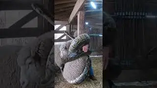 🐍🦸&zwj;♂️ Farmer Rescues Sheep from Python! #Snake #Rescue #Shorts