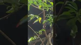 Franco the rainbow toucan