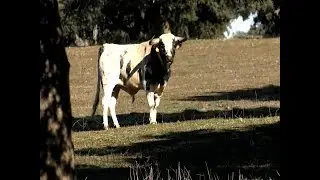 Ganader&iacute;a Barcial