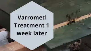 Varromed mite treatment after one week; Apis mellifera carnica