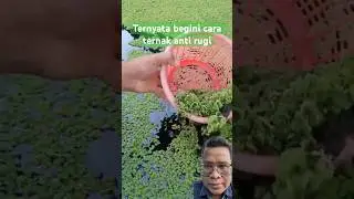 Cara ternak anti rugi #naktani #naktaniorganik #farming #ternak