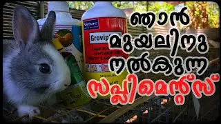 Supplements for rabbits|ഞാൻ മുയലിന് നൽകുന്ന വിറ്റാമിൻ സപ്ലിമെന്റ്‌സ്|CJ Farm|Rabbit farming