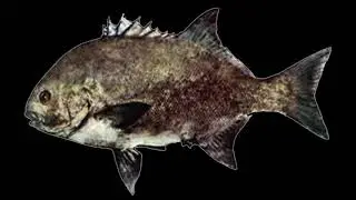 General info on area fished and prep work for Struisbaai and Cape Agulhas.