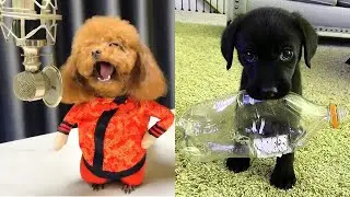 Baby Dogs 2020 - Funny and Cute Dogs Video Compilation 2020