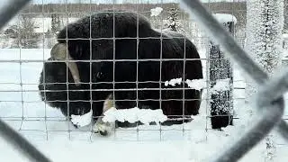 We visited the Alaska Bison on Saturday.