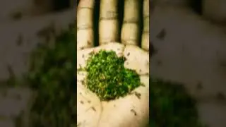 #weedlovers 🍁🍁💨