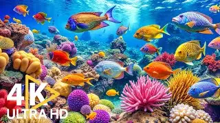 Marvel at Sea Animal in The Best 4K ULTRA HD Aquarium -Dive Into The Mesmerizing Underwater Realm