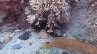 Scuba diving & finding a small hideout?? Knock Knock.....