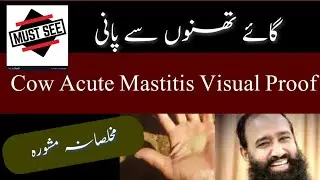 GAAI ACUTE MASTITIS SINCERE ADVICE DR ASHRAF SAHIBZADA