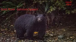 Gold River - Salmon Spawn - Lot of bears.