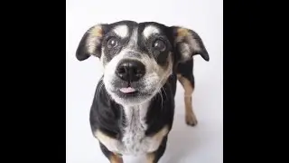 Betsy Lou, a female Beagle Corgi mix at Muttville-adopted