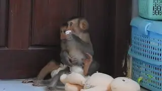 Sweet Hugging Monkey Family, Ploy Love Brother so Much