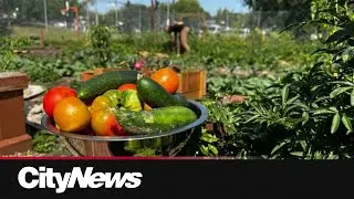Community garden initiative in Edmonton to address food insecurity