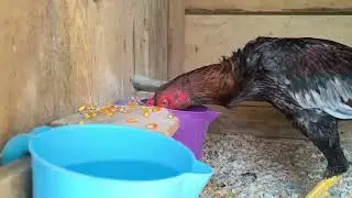 Üçlü Karışım Yine İşe Yaradı