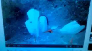 White stork bill clattering display