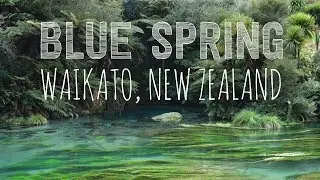 Waikato's Blue Spring Walk