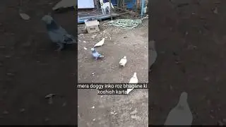 Dog Man's best friend,