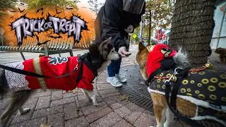 Shiba Inus Go Trick Or Treating