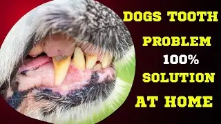 Dog's tooth Infection Problem Treatment| Symptoms and treatment for infected dog tooth@justdogitlko