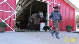Ultra Horse | Alimento para Caballo de Carrera