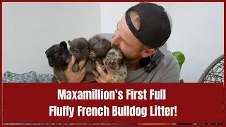 Maxamillion's First Full Fluffy French Bulldog Litter!