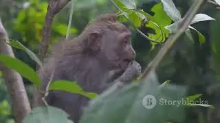 Endangered Animals of Equatorial Guinea: A Call for Conservation #animal2024 #wildlife