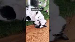 Funny cat #vibe #catpeople #funny #funnyaudio #funnycat #cathumor #cat #catvibes #shorts #cute #cats