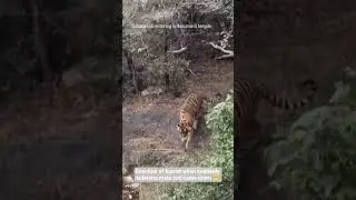 surprise of tiger 🐯 reactions of tourist. #adventure #tiger #animalkingdom #indiansafari @NatGeo