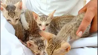 OMG So Cute Funny Cats and Dogs 2021 Cute Animals Home