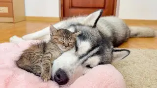 Cutest Duo Ever: Tiny Kitten Needs Giant Husky to Fall Asleep!!