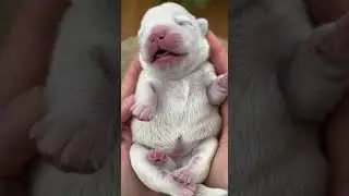 Pure Innocence: 1-Day-Old Newborn Puppies! 🏠 Would You Give Them a Home? #puppy #shorts