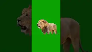 Lion Roaring in Slow Motion Green Screen Effect #greenscreen #lion #roaringlion #lionroar