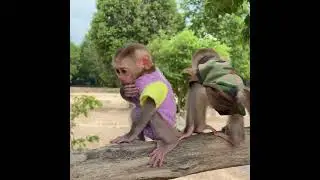 #baby monkey #baby monkeys #baby monkey Attacked #baby monkey crying #new born baby monkey