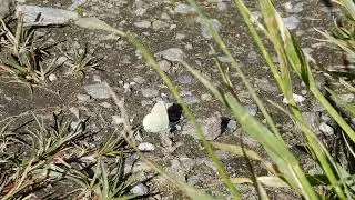 20240617 3 F&auml;ld, Wallis Blauwtje
