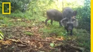 Rare Pigs Caught on Video for the First Time | National Geographic