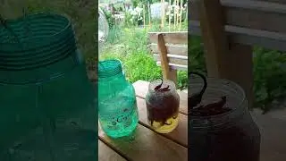 Натуральный инсектицид для фасоли