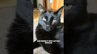 I think god got a little confused&hellip; #blackcat #relatable #adulting #funnycat #catsofyoutube