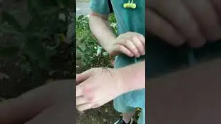 Freehandling Trichonephila clavipes
