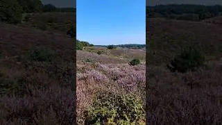 Most Beautiful heathland of the #veluwe  !
