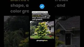 Who needs photoshop? Cercis canadensis has the blue effect covered🌿