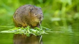 WATER VOLE What Should You Know?