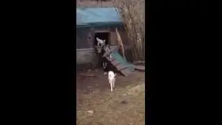 Baby Goats at Beltane Farm