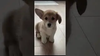 🐶 Corgi Zoomies Gone Wild! 😂 | Cutest Corgi Energy Boost Ever!