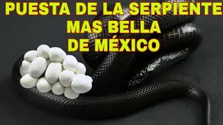 PUESTA de NEGRITAS - Lampropeltis getula nigrita mexicana | Bio Rat